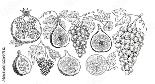 Hand Drawn Fruit Collection with Grapes, Figs and Pomegranate