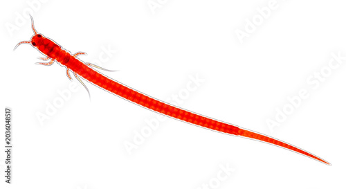 A vivid red segmented arthropod-like creature with antennae, isolated on a clean white background