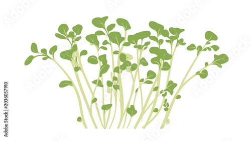 Dense pale-green stems with rounded leaf clusters form a lush herb-like shrubby