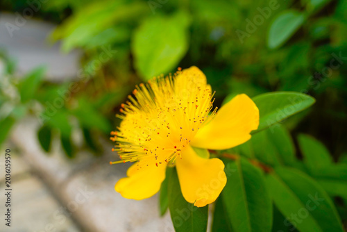 yellow flower