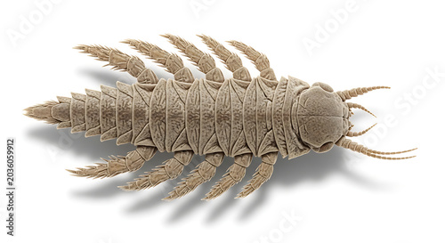 Extinct Arthropod Fossil Isolated on White Background, Ancient Creature Specimen