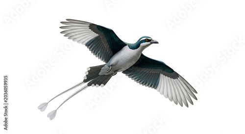 Beautiful prehistoric bird species isolated on a white background, an amazing illustration