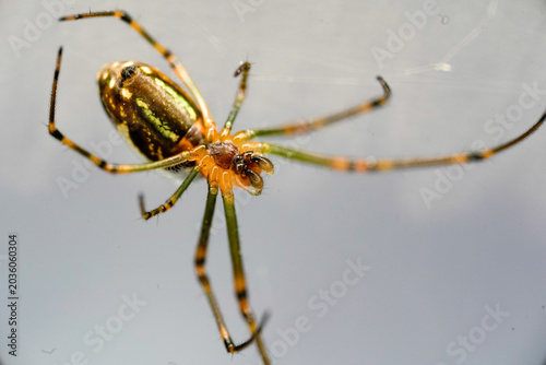 spider on a web