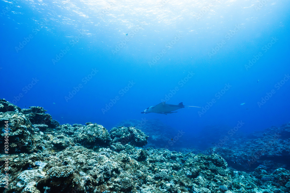 Fototapeta premium Underwater coral reef scenery with distant manta ray silhouette