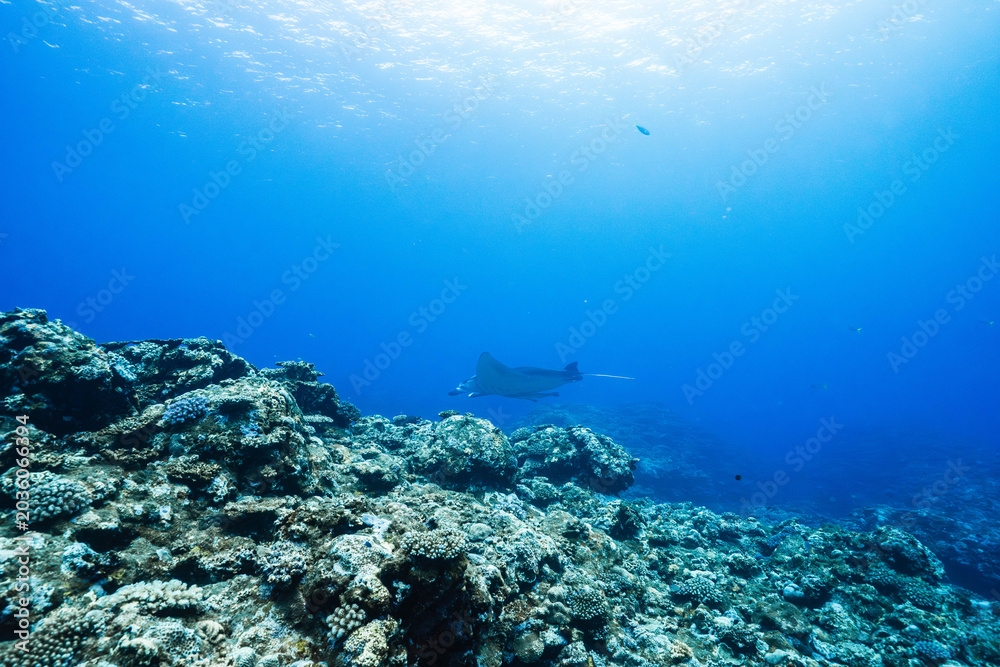 Fototapeta premium Manta ray appearing in the distance over coral reef underwater