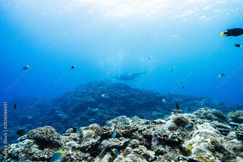 Fototapeta premium Scenic underwater coral reef with manta ray in the background