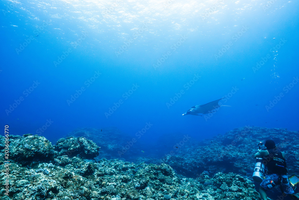 Fototapeta premium Manta ray swimming quietly through deep blue tropical waters