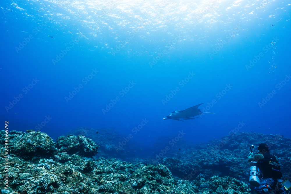 Fototapeta premium Tropical reef underwater with sunlight and distant manta ray