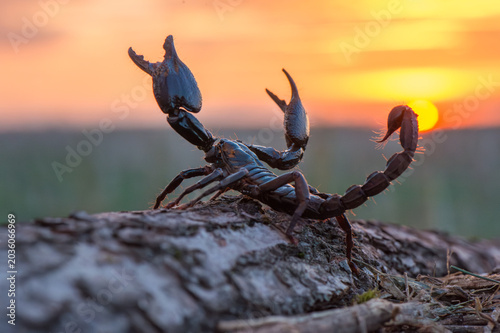 Bild auf Leinwand Scorpion with raised claws and stinger at sunset close-up macro photography wild