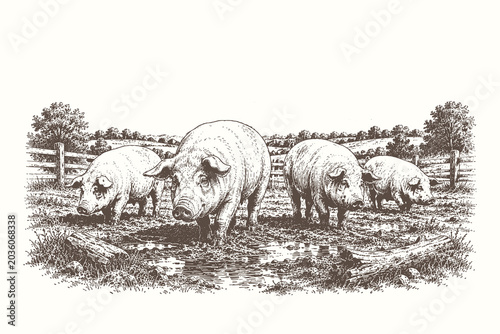 Detailed farm animal engraving style vector illustration of pigs in muddy pasture, realistic rural livestock artwork asset