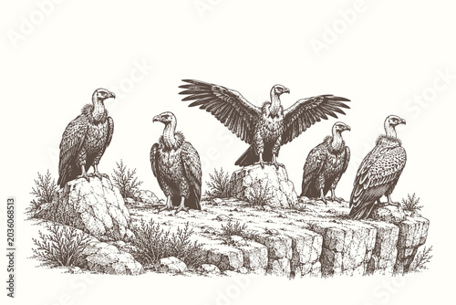 Quadro su tela Realistic vulture engraving style vector illustration featuring large scavenger