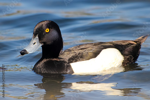 Foto One male tufted duck on the water of the Craiglockhart pond in Edinburgh Scotlan