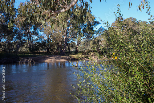 Billede på lærred australian bushland on the banks of the goulburn river at seymour