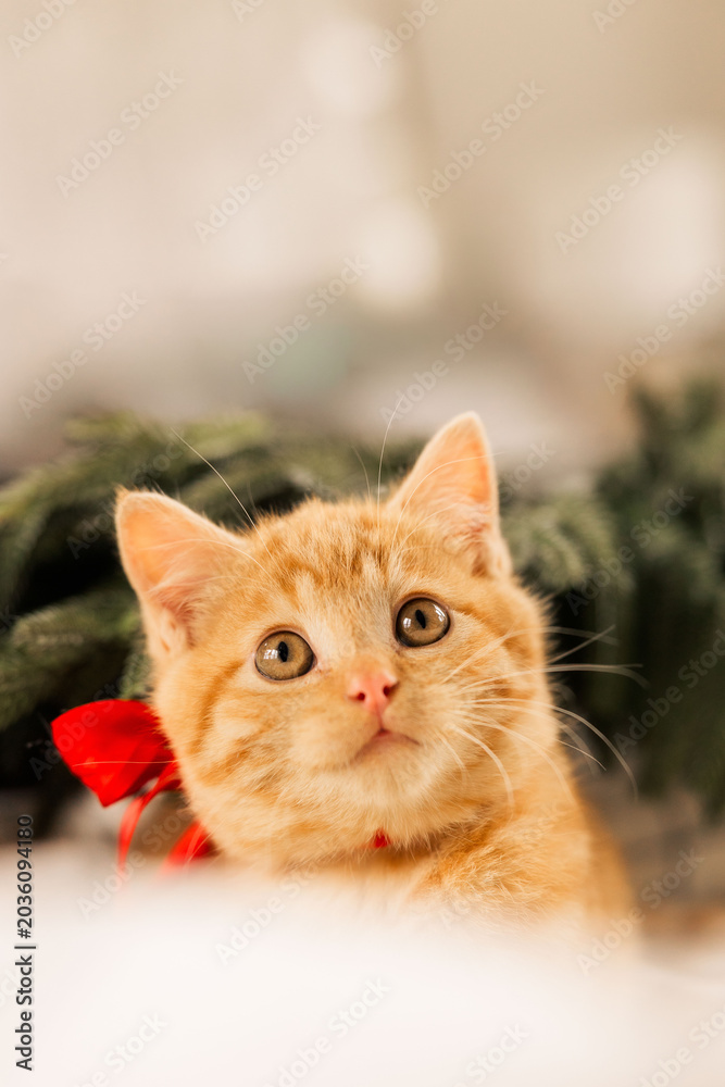 Obraz premium Cute ginger kitten with red bow
