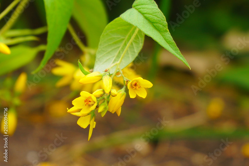 Lysimachia vulgaris