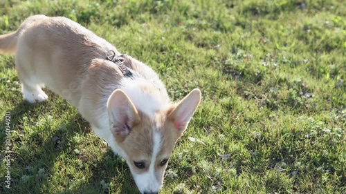 Playful Pembroke Welsh Corgi puppy walking outdoors on green grass. Trendy royal pet enjoying nature and lifestyle moments.