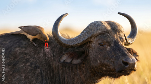 oxpecker buffalo symbiosis