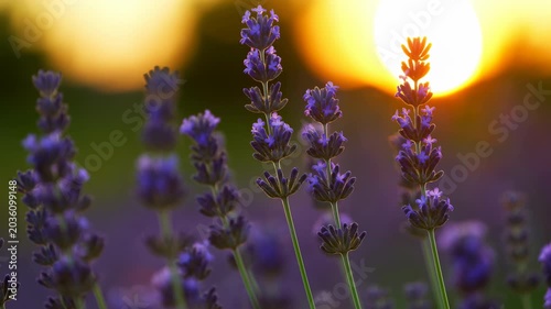 Softly Glowing Lavender Spikes Captured During Sunset With Tranquil Background And Warm Tones