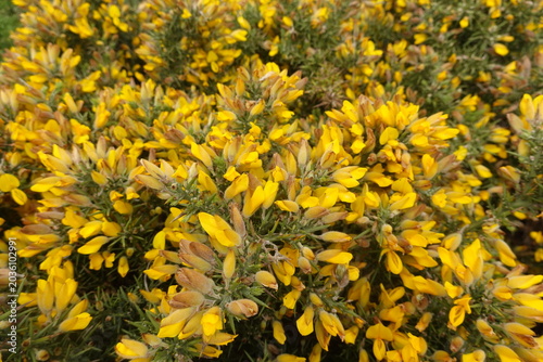 Tableau sur toile Mediterranean gorse bush blooming with yellow flowers