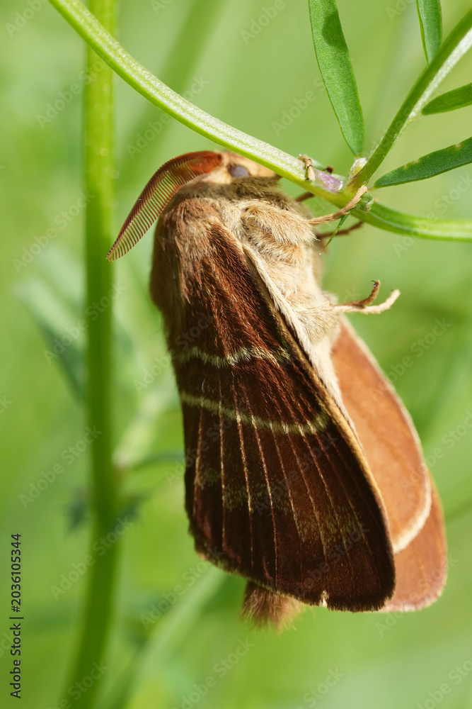 Naklejka premium Closeup on a fresh emerged and metamorphosed Fox moth, Macrothylacia rubi, Lasiocampidae hanging in vegetation