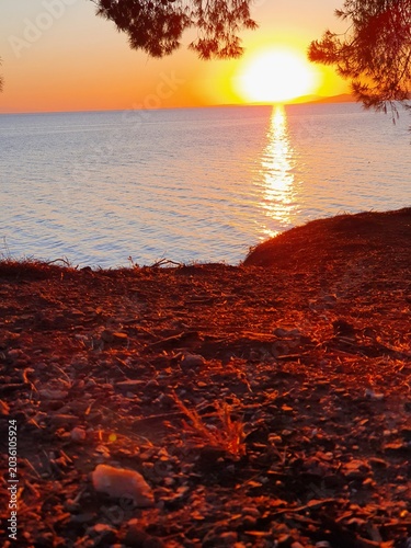 Sunset Over Calm Sea With Silhouetted Pine Trees on Coastal Cliff at Twilight