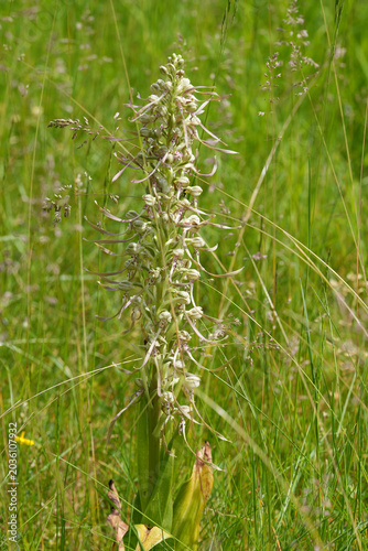Closeup on an endangered lizard orchid, Himantoglossum hircinum in a meadow , Viroin , Belgium