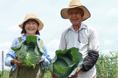 キャベツを収穫するシニア夫婦