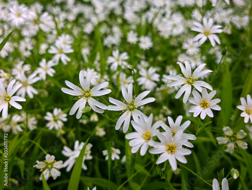 Canvastavla White greater stitchwort flowers blooming densely in a green mountain meadow near Jávorkút in the Bükk Mountains, Hungary