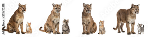 Foto Mountain Lion and Domestic Kitten: Comparing Wild Puma Parental Behavior and Fel