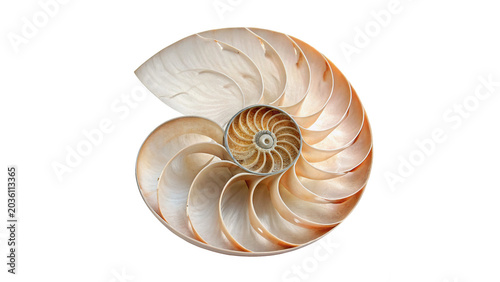 Photography Natural empty spiral nautilus sea shell ocean ornament isolated on white backgro