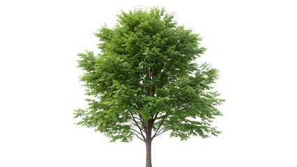 Green carpinus betulus with lush foliage and beautiful dense canopy isolated on white background