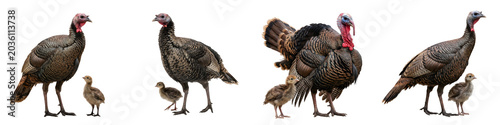 Bilde på lerret Wild Turkey Mother and Poult: Four Isolated High-Quality Images Showcasing Avian