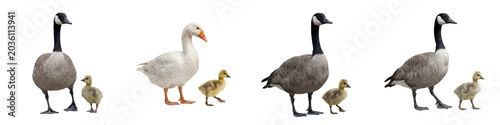 Foto Canada Goose and Domestic Goose with Goslings: Four Isolated High-Quality Images