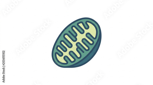 Bild auf Leinwand Mitochondrion Cell Organelle Biological Structure Illustration.