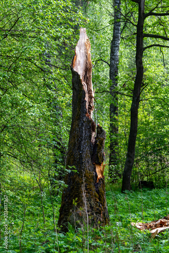 Broken tree trunk after violent storm in the forest