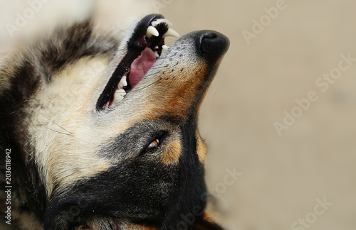 фотографія A cheerful dog rolls on its back, its mouth open in pleasure and showing off its snow-white fangs