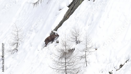 Wild Alps, the mountain ibex male covered by snow (Capra ibex)