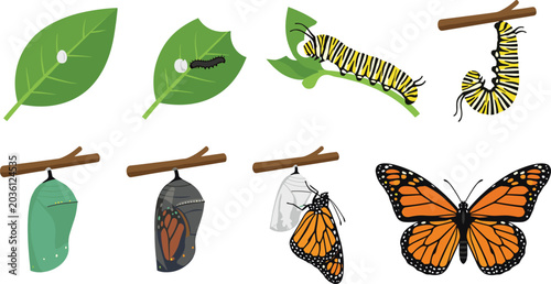 Canvastavla Butterfly Life Cycle and Caterpillar Metamorphosis Illustration Set Featuring Eg