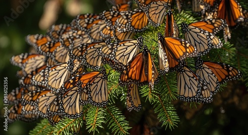Vibrant monarch butterflies cluster together on a pine branch, showcasing nature's beauty and migration.