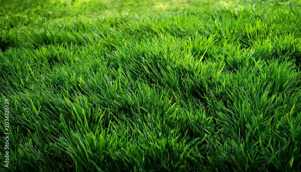 Fototapeta premium Green Grass Texture Can Be Use As Background