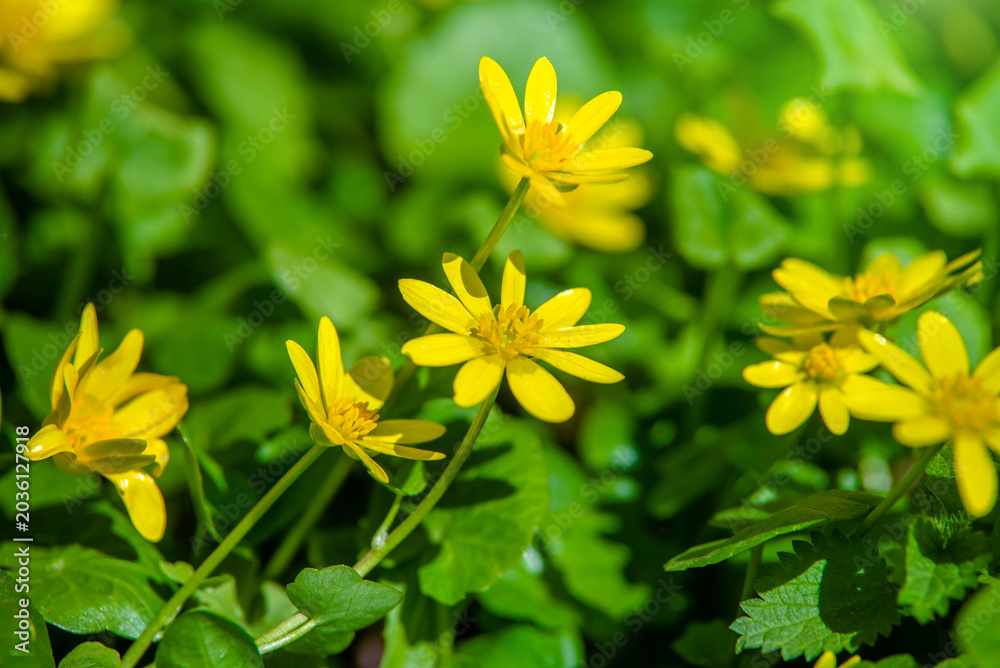 Obraz premium Yellow Lesser celandine flowers in spring on a green natural background 