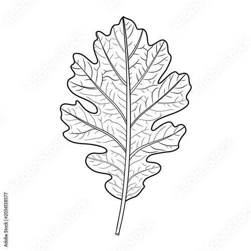 Hand Drawn Oak Leaf Outline with Vein Details Vector Illustration