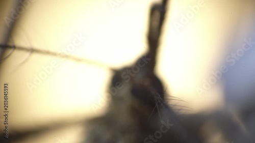 Closeup mosquito antennal base with blurred compound eye and warm halo backlight shallow depth and soft bokeh reveal delicate hairs and surface detail, suitable for editorial on insect sensory systems