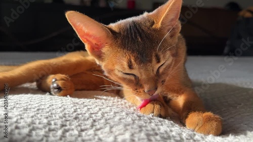 Abyssinian kitten engaging in its daily grooming routine. Domestic comfort, pet care and natural grooming behavior.