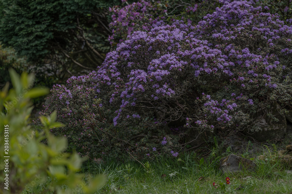 Obraz premium Blooming Purple Rhododendron Bushes in Atmospheric Botanical Garden Landscape