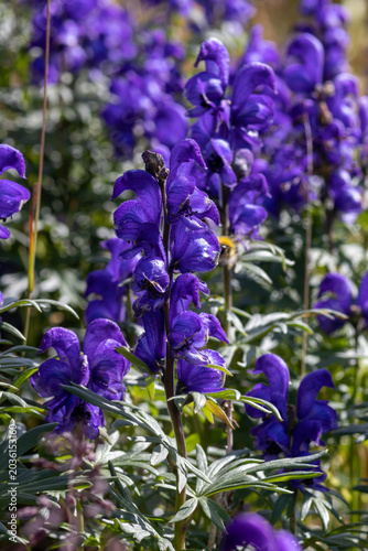 A close up of blue-purple flowers of Aconitum glandulosum (Aconitum altaicum) growing in alpine meadow of the Altai Mountains, Altai Republic, Russia