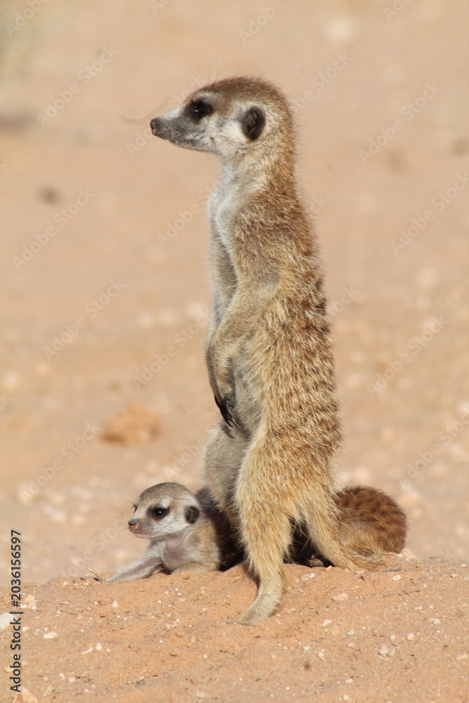 Fototapeta premium African Wildlife
