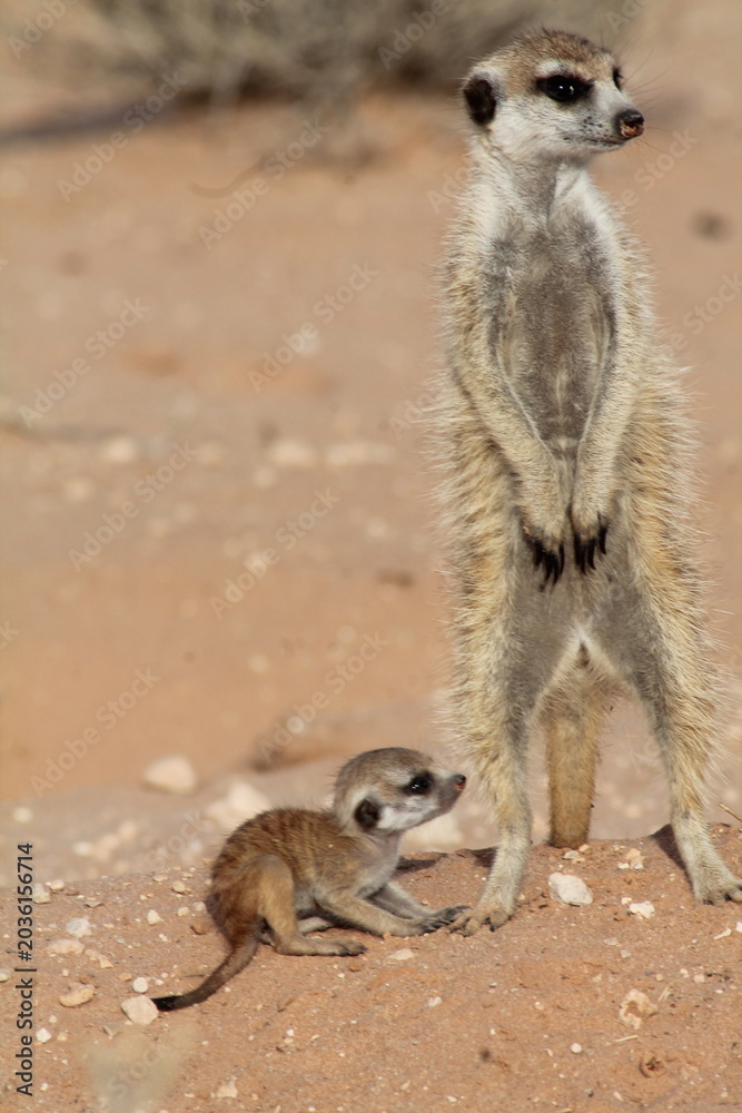 Fototapeta premium African Wildlife