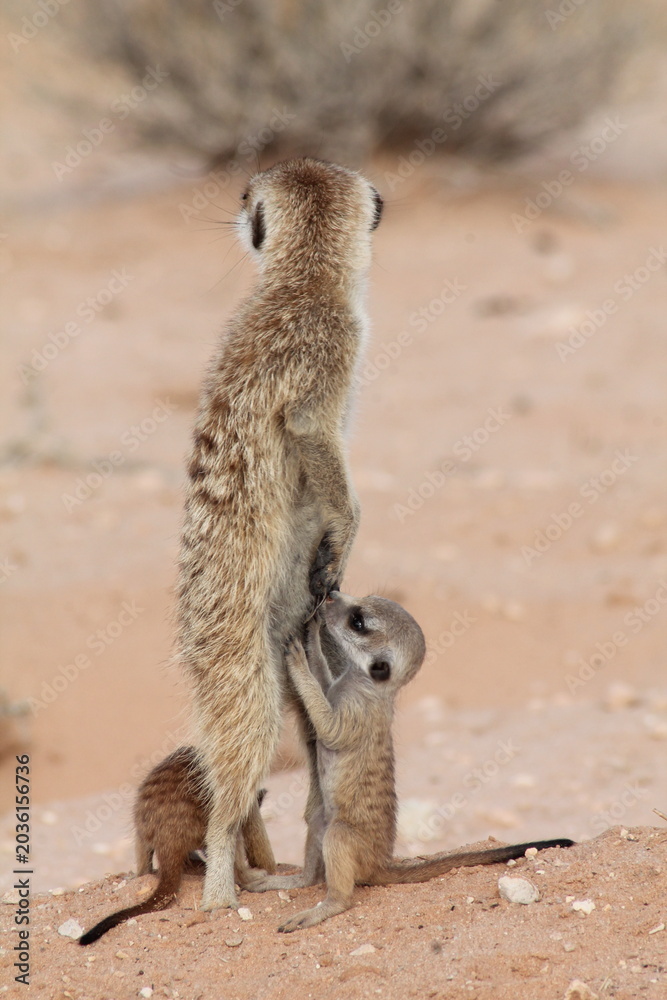 Fototapeta premium African Wildlife