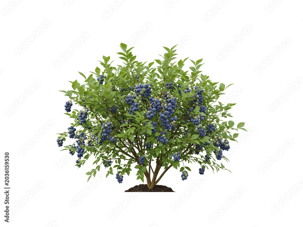 Naklejka premium Blueberry bush with green leaves and blue berries isolated on white background transparent background